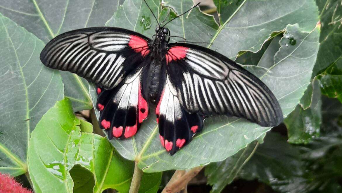 Thé dansant et Päiperleksgaart